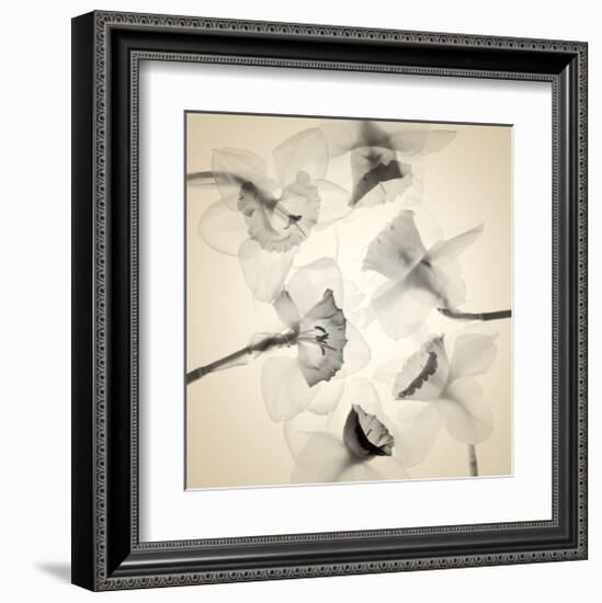 Coircle of Daffodils-Judy Stalus-Framed Art Print