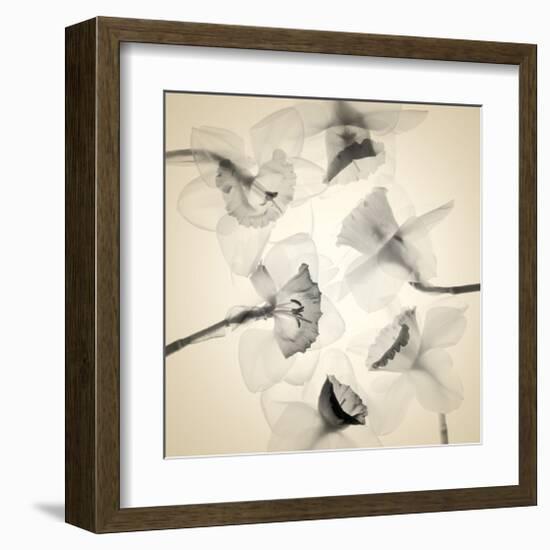 Coircle of Daffodils-Judy Stalus-Framed Art Print