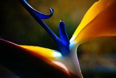Strelicium Flower Closeup Macro-coka-Photographic Print
