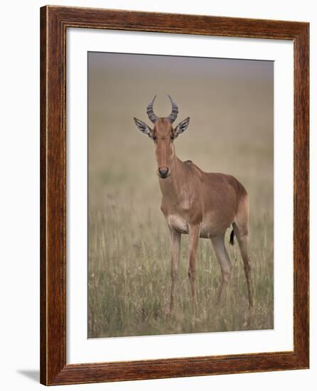 Coke's Hartebeest (Alcelaphus Buselaphus Cokii)-James Hager-Framed Photographic Print