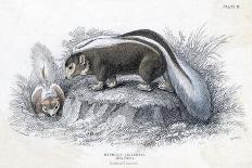 Animals, Skunk 19C-Col H Smith-Mounted Art Print