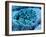 Col. SEM of Eye Melanocyte Cell & Pigment Granules-Steve Gschmeissner-Framed Photographic Print