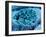 Col. SEM of Eye Melanocyte Cell & Pigment Granules-Steve Gschmeissner-Framed Photographic Print