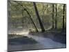 Colbert Creek in Morning Mist, Natchez Trace, Northwestern Alabama-null-Mounted Photographic Print