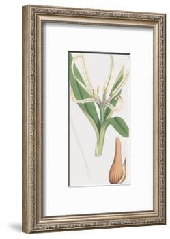 Colchicum Autumnale, Vernale-James Sowerby-Framed Giclee Print