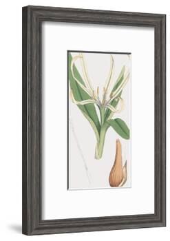 Colchicum Autumnale, Vernale-James Sowerby-Framed Giclee Print