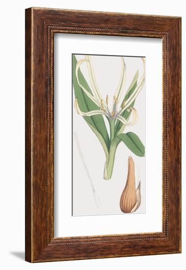 Colchicum Autumnale, Vernale-James Sowerby-Framed Giclee Print