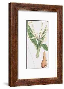 Colchicum Autumnale, Vernale-James Sowerby-Framed Giclee Print