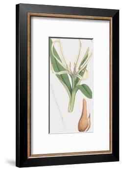 Colchicum Autumnale, Vernale-James Sowerby-Framed Giclee Print