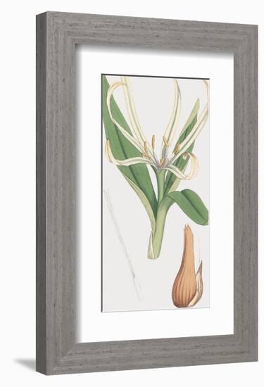 Colchicum Autumnale, Vernale-James Sowerby-Framed Giclee Print