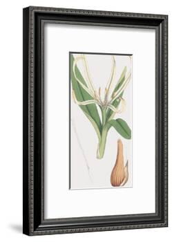 Colchicum Autumnale, Vernale-James Sowerby-Framed Giclee Print