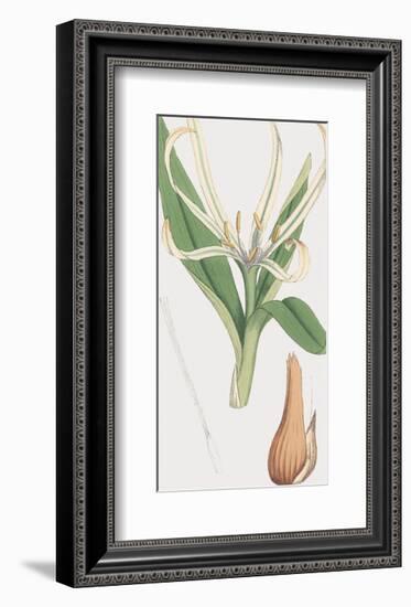 Colchicum Autumnale, Vernale-James Sowerby-Framed Giclee Print