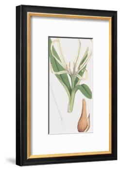 Colchicum Autumnale, Vernale-James Sowerby-Framed Giclee Print