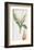 Colchicum Autumnale, Vernale-James Sowerby-Framed Giclee Print