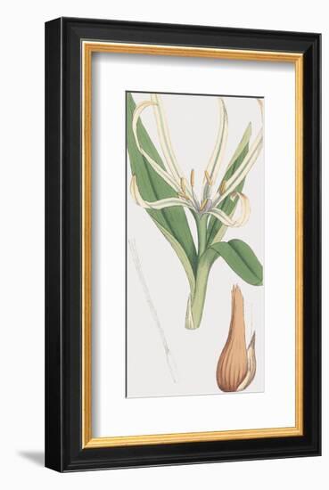 Colchicum Autumnale, Vernale-James Sowerby-Framed Giclee Print