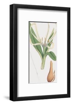 Colchicum Autumnale, Vernale-James Sowerby-Framed Giclee Print