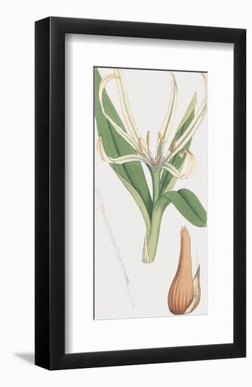 Colchicum Autumnale, Vernale-James Sowerby-Framed Giclee Print