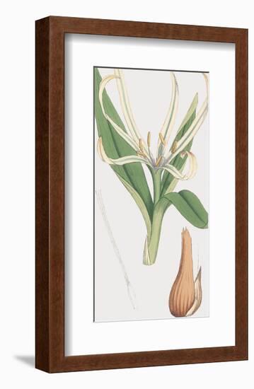 Colchicum Autumnale, Vernale-James Sowerby-Framed Giclee Print