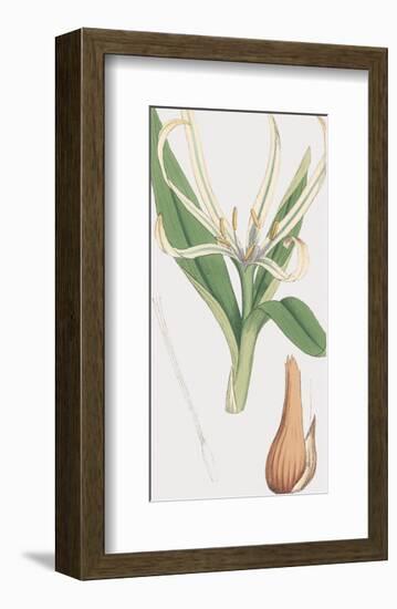 Colchicum Autumnale, Vernale-James Sowerby-Framed Giclee Print