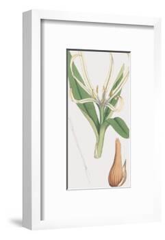 Colchicum Autumnale, Vernale-James Sowerby-Framed Giclee Print