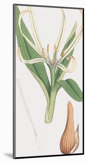 Colchicum Autumnale, Vernale-James Sowerby-Mounted Giclee Print