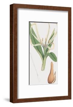 Colchicum Autumnale, Vernale-James Sowerby-Framed Giclee Print