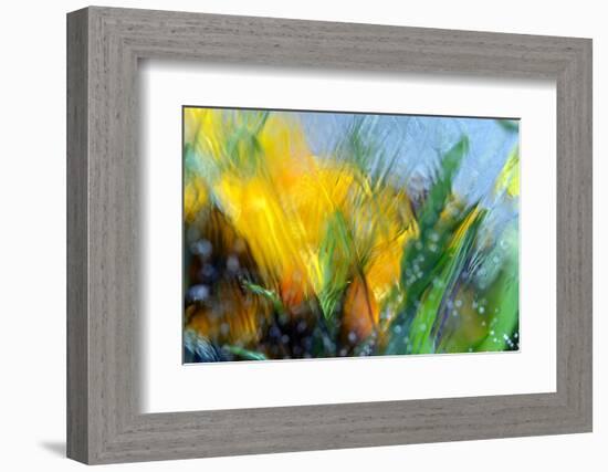 Cold crocus-Heidi Westum-Framed Photographic Print