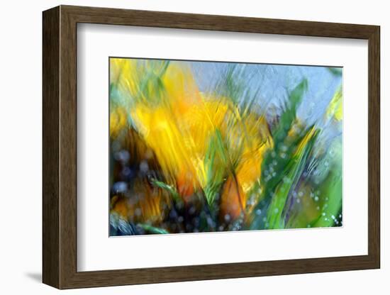 Cold crocus-Heidi Westum-Framed Photographic Print