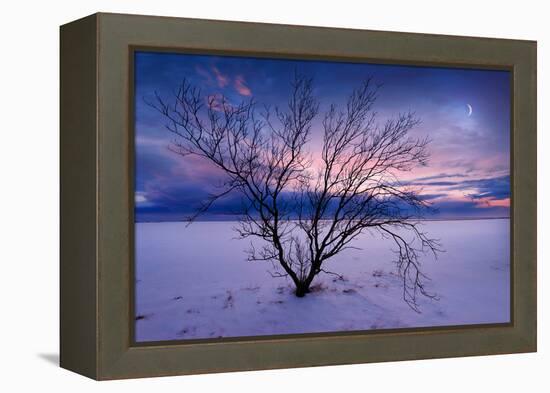 Cold Moon-Philippe Sainte-Laudy-Framed Premier Image Canvas