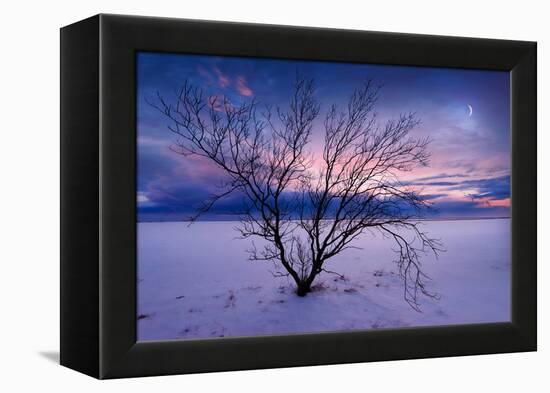 Cold Moon-Philippe Sainte-Laudy-Framed Premier Image Canvas