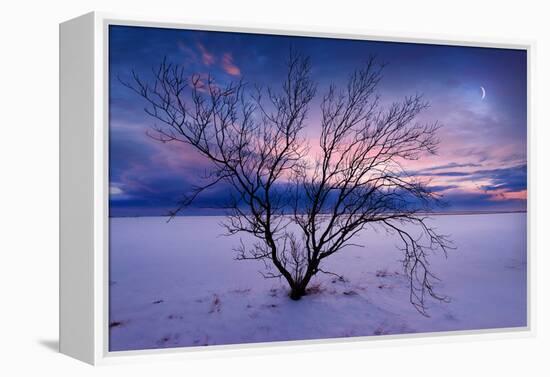 Cold Moon-Philippe Sainte-Laudy-Framed Premier Image Canvas