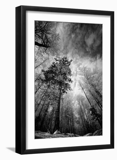 Cold Vision-Philippe Sainte-Laudy-Framed Photographic Print