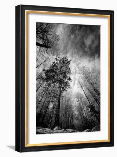 Cold Vision-Philippe Sainte-Laudy-Framed Photographic Print