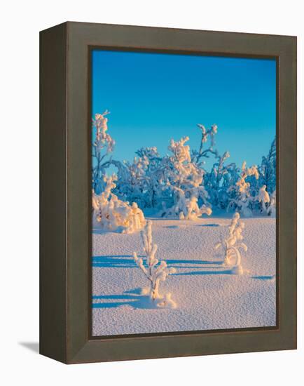 Cold Winter in Lapland Sweden with Temperatures -47 Celsius-null-Framed Premier Image Canvas