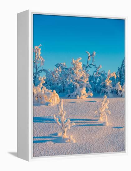 Cold Winter in Lapland Sweden with Temperatures -47 Celsius-null-Framed Premier Image Canvas