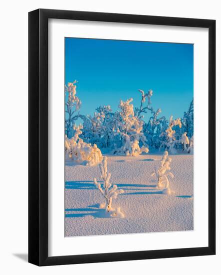 Cold Winter in Lapland Sweden with Temperatures -47 Celsius-null-Framed Photographic Print