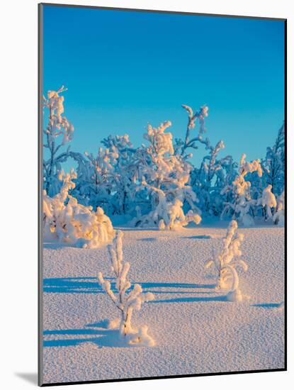 Cold Winter in Lapland Sweden with Temperatures -47 Celsius-null-Mounted Photographic Print