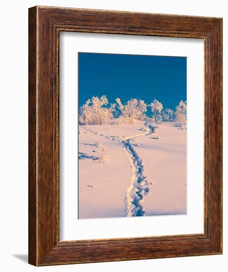 Cold Winter in Lapland Sweden with Temperatures -47 Celsius-null-Framed Photographic Print