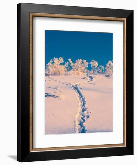 Cold Winter in Lapland Sweden with Temperatures -47 Celsius-null-Framed Photographic Print