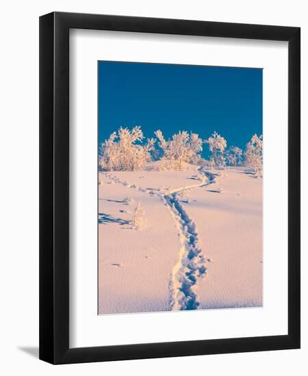 Cold Winter in Lapland Sweden with Temperatures -47 Celsius-null-Framed Photographic Print