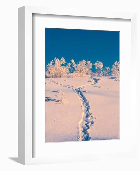 Cold Winter in Lapland Sweden with Temperatures -47 Celsius-null-Framed Photographic Print