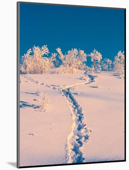 Cold Winter in Lapland Sweden with Temperatures -47 Celsius-null-Mounted Photographic Print