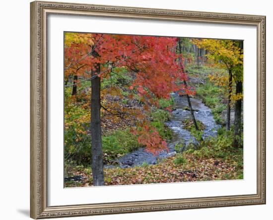 Coles Creek lined Autumn Maple Trees, Houghton, Michigan, USA-Chuck Haney-Framed Photographic Print