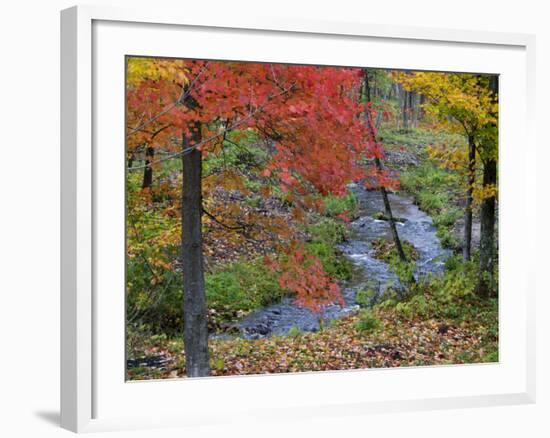 Coles Creek lined Autumn Maple Trees, Houghton, Michigan, USA-Chuck Haney-Framed Photographic Print