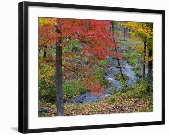 Coles Creek lined Autumn Maple Trees, Houghton, Michigan, USA-Chuck Haney-Framed Photographic Print