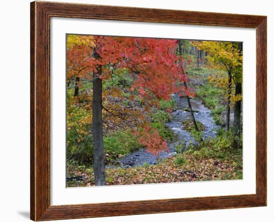 Coles Creek lined Autumn Maple Trees, Houghton, Michigan, USA-Chuck Haney-Framed Photographic Print