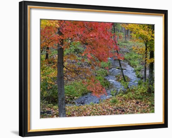 Coles Creek lined Autumn Maple Trees, Houghton, Michigan, USA-Chuck Haney-Framed Photographic Print