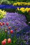 Lonesome Pink Tulip in Field of Purple Hyacinths-Colette2-Photographic Print
