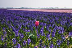 Lonesome Pink Tulip in Field of Purple Hyacinths-Colette2-Photographic Print