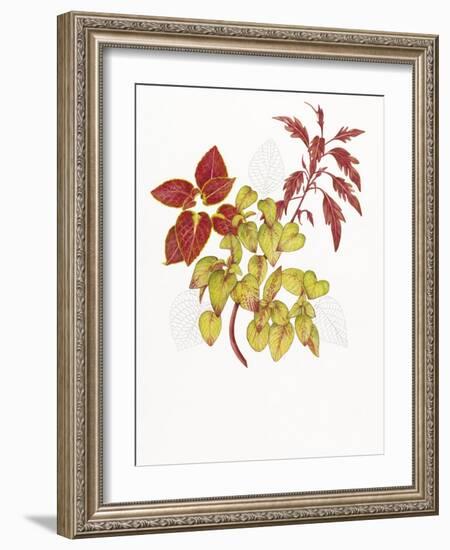 Coleus Collage-Deborah Kopka-Framed Giclee Print